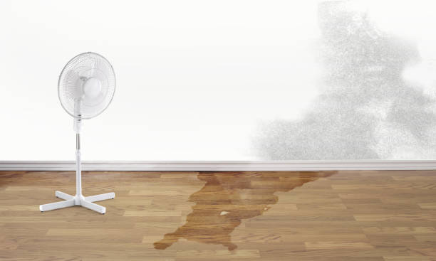 Best Local water damage restoration  in Lewistown, MT